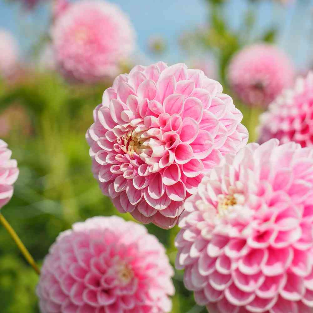 Bolldahlia 'Marshmellow Baby'