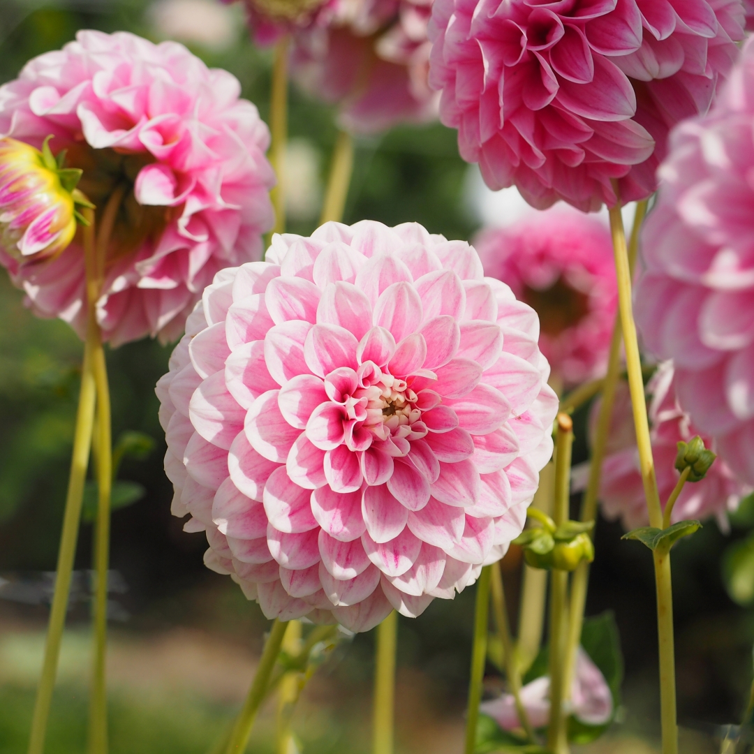 Bolldahlia 'Marshmellow Baby'