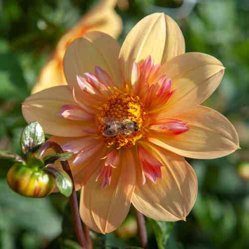 Kaulusdaalia 'Kelsey Annie Joy'