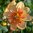 Kaulusdaalia 'Kelsey Annie Joy'