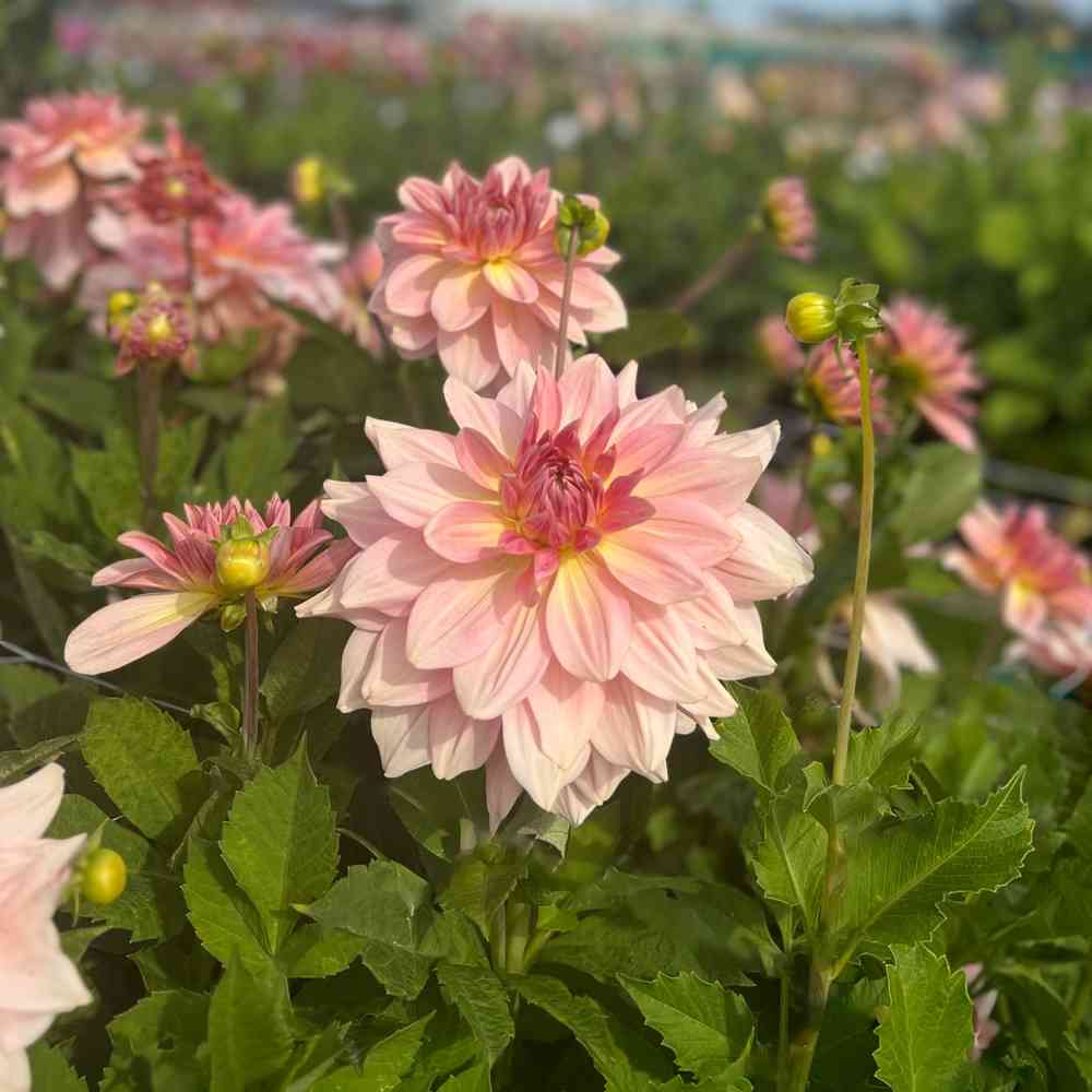 Dekorativdahlia 'Fairway Pilot'