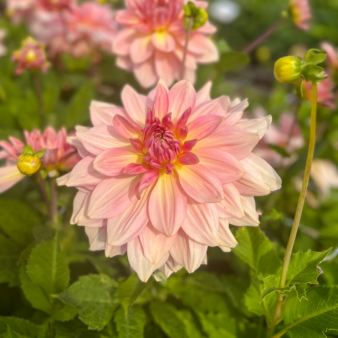 Dekorativdahlia 'Fairway Pilot'