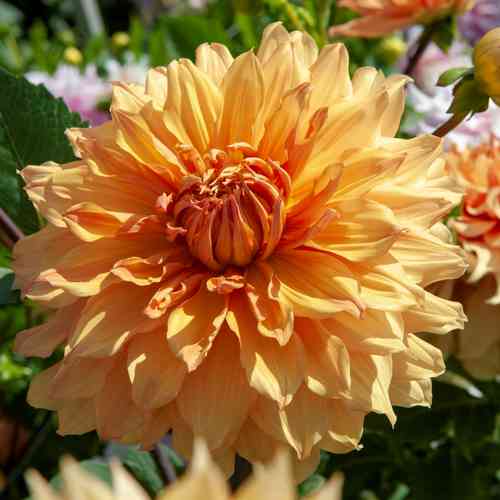 Dekorativdahlia 'Hamari Gold'