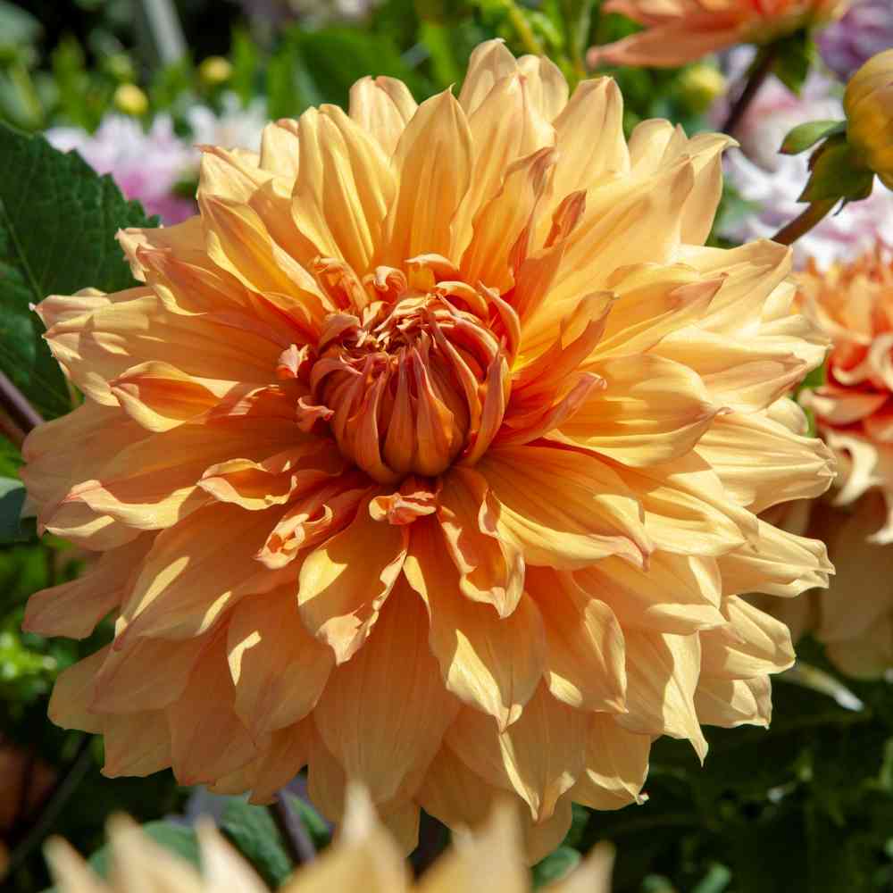 Dekorativdahlia 'Hamari Gold'