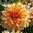 Dekorativdahlia 'Hamari Gold'