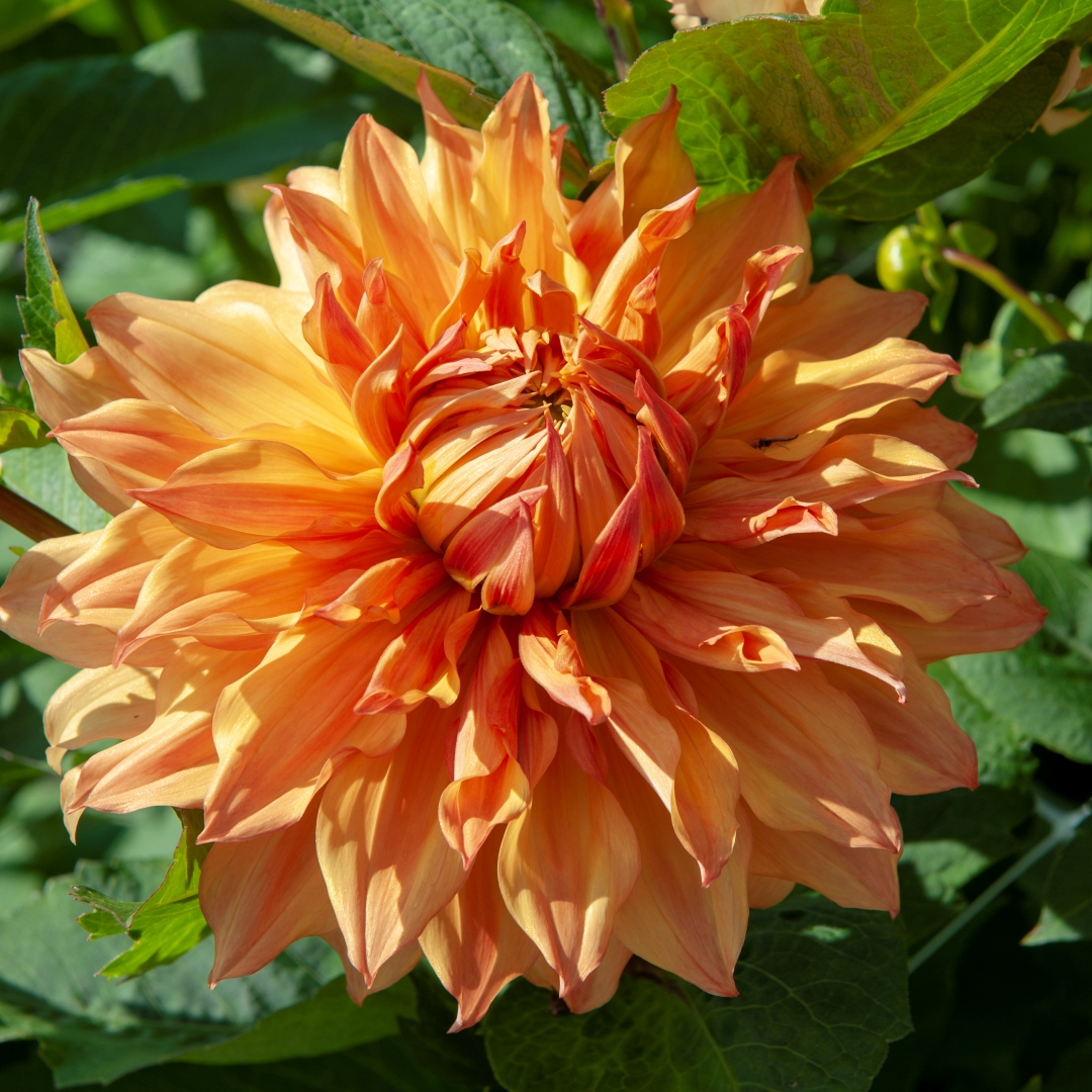 Dekorativdahlia 'Hamari Gold'