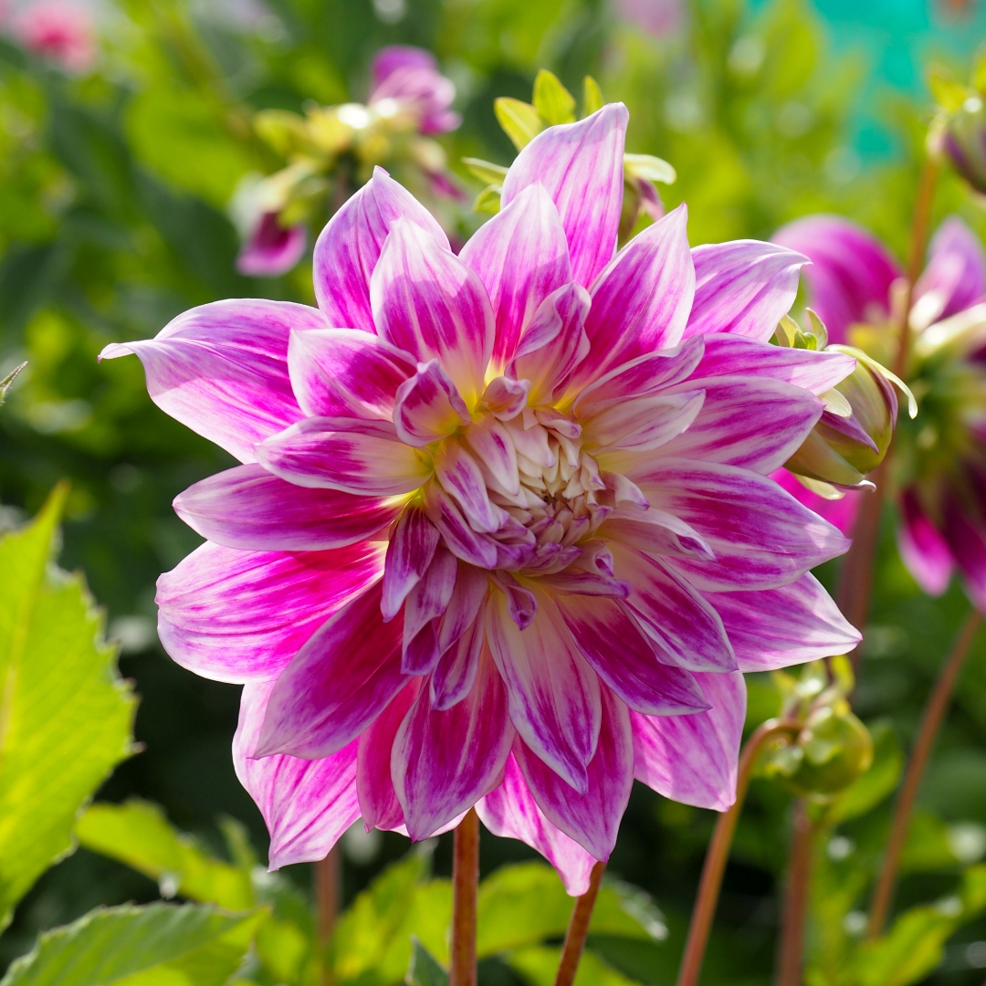 Dekorativdahlia 'Bristol Stripe'
