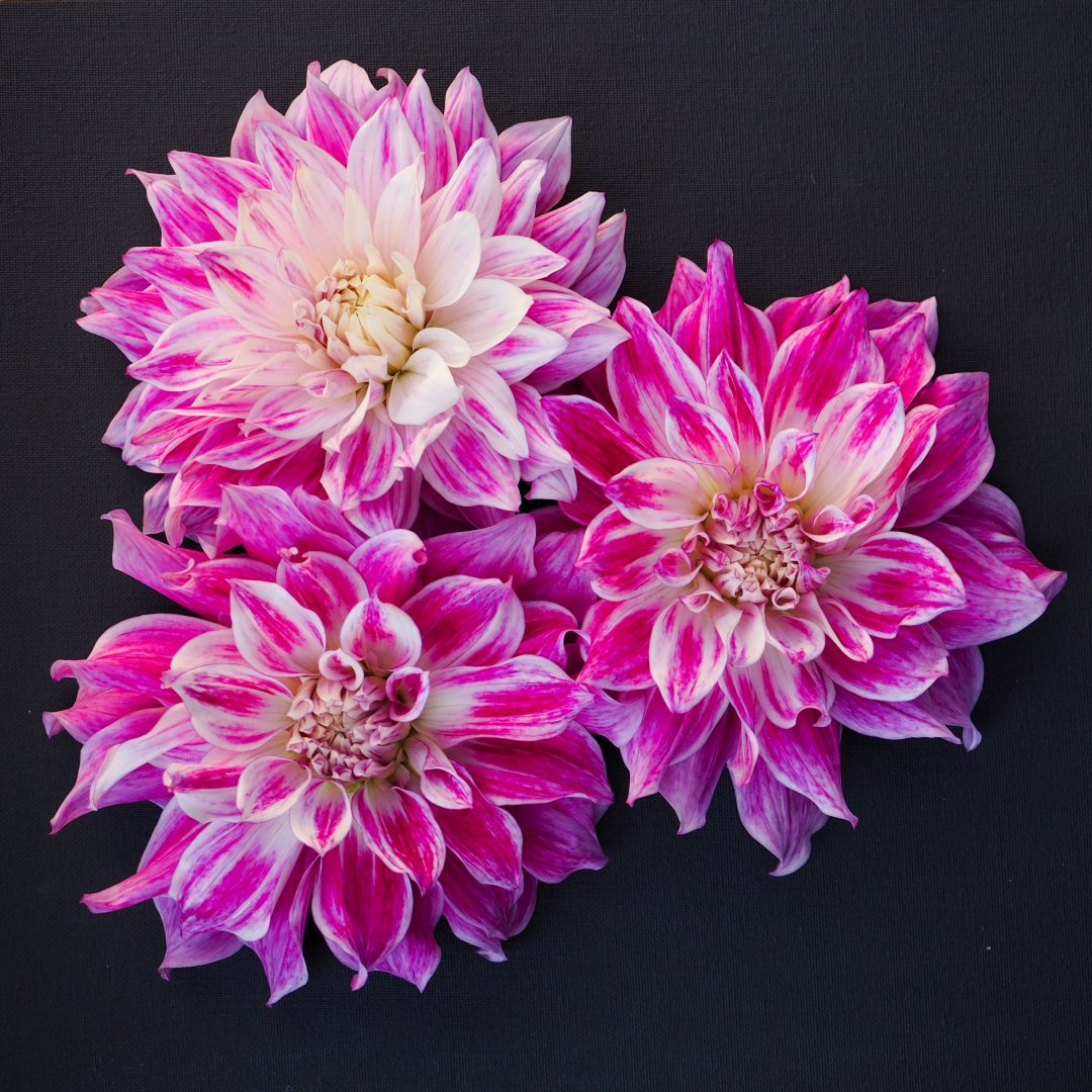 Dekorativdahlia 'Bristol Stripe'