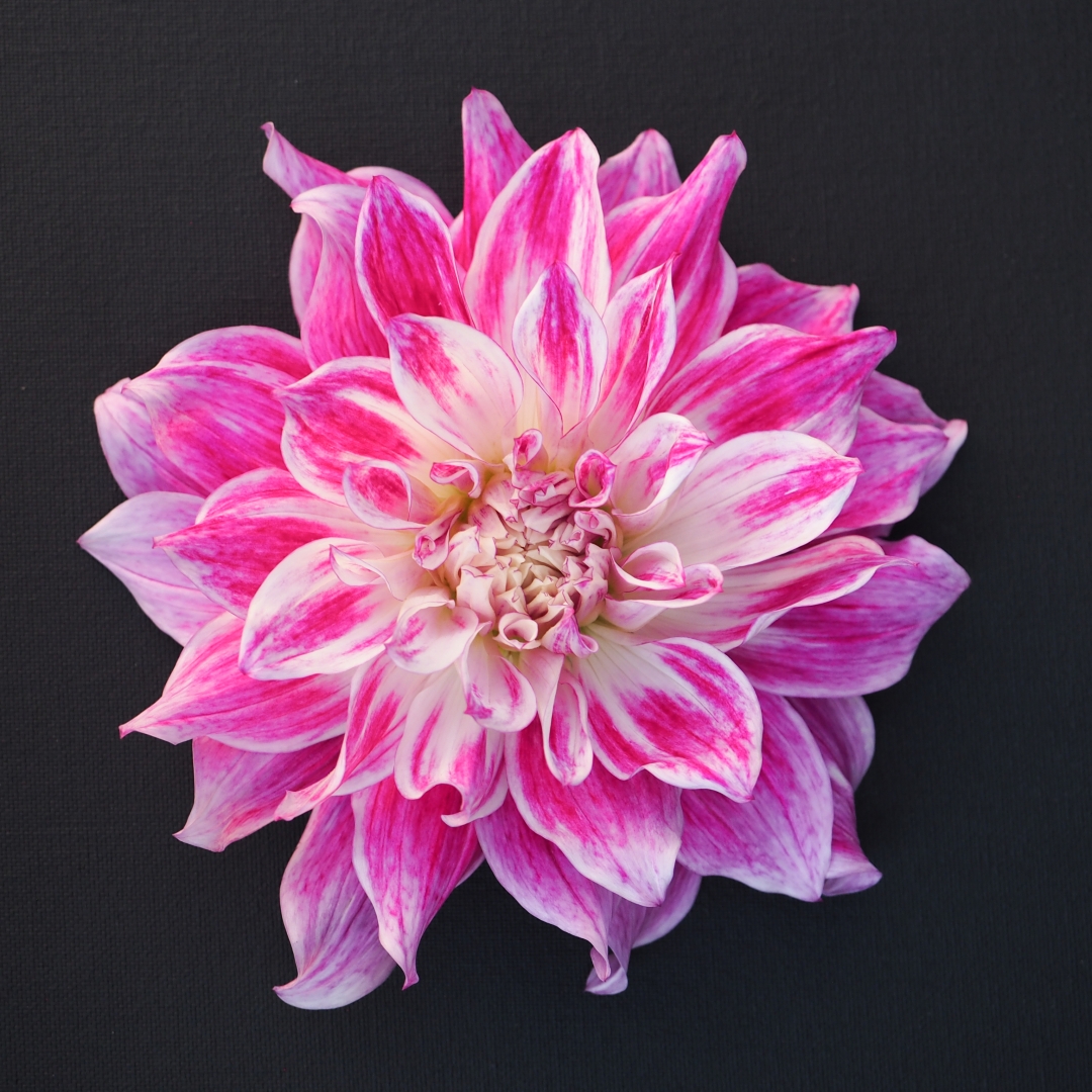 Dekorativdahlia 'Bristol Stripe'