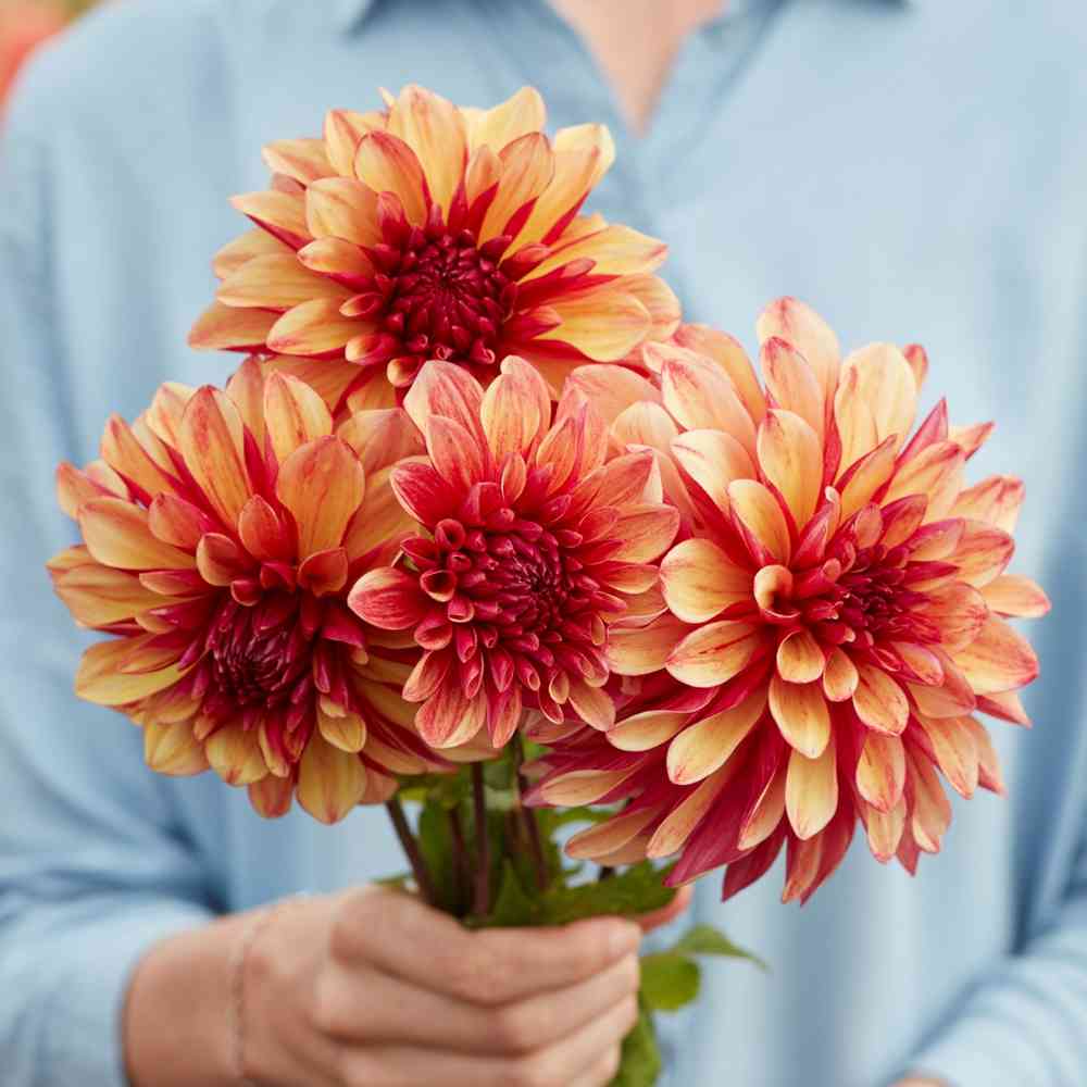 Dekorativdahlia 'Gitt's Crazy'