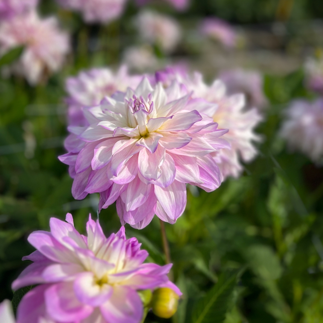 Dekorativdahlia 'Mikayla Miranda'