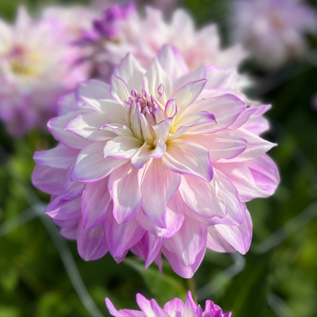 Dekorativdahlia 'Mikayla Miranda'