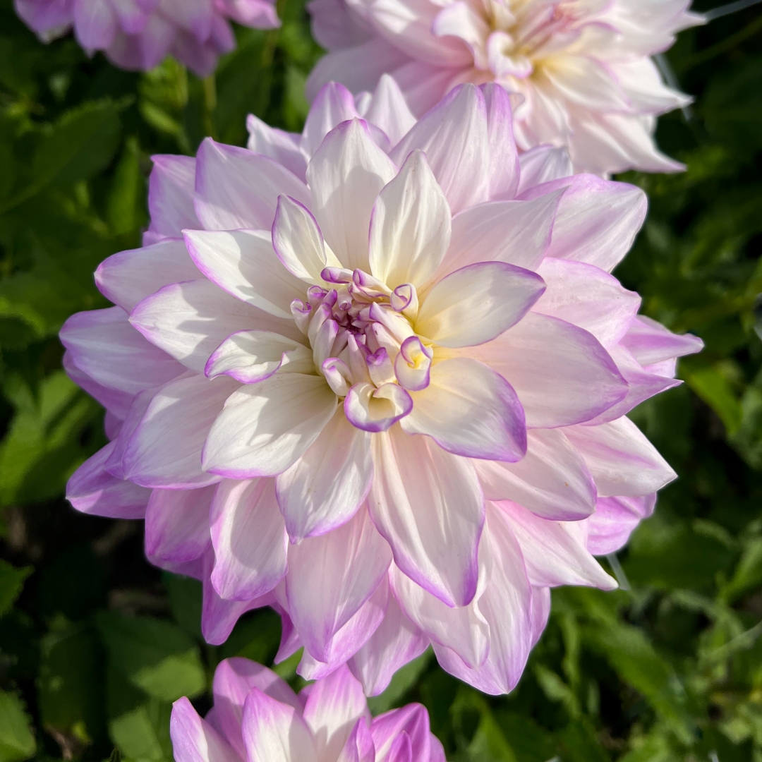 Dekorativdahlia 'Mikayla Miranda'