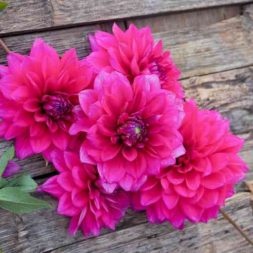 Dekorativdahlia 'Alva's Regalia'