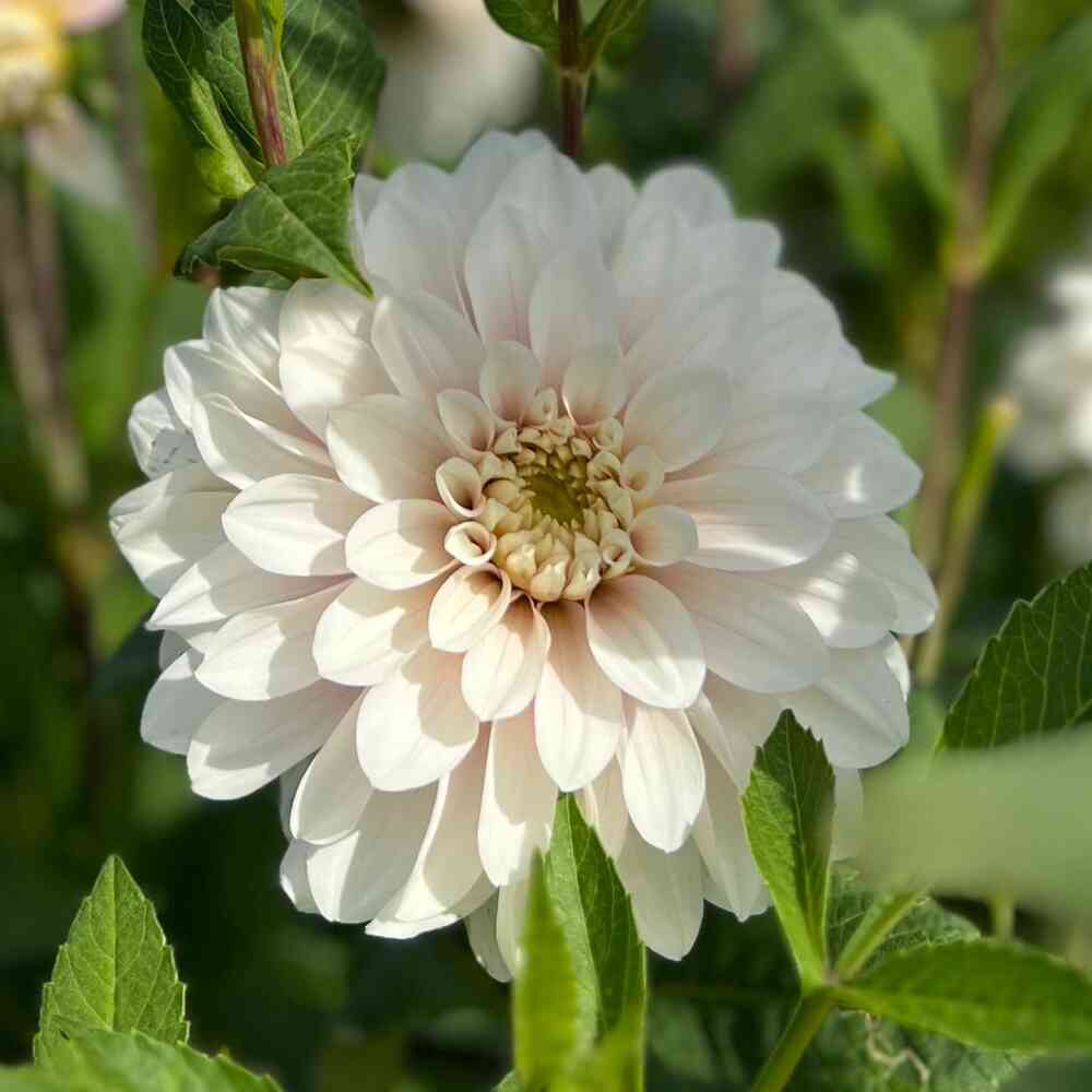 Dekorativdahlia 'Christo'