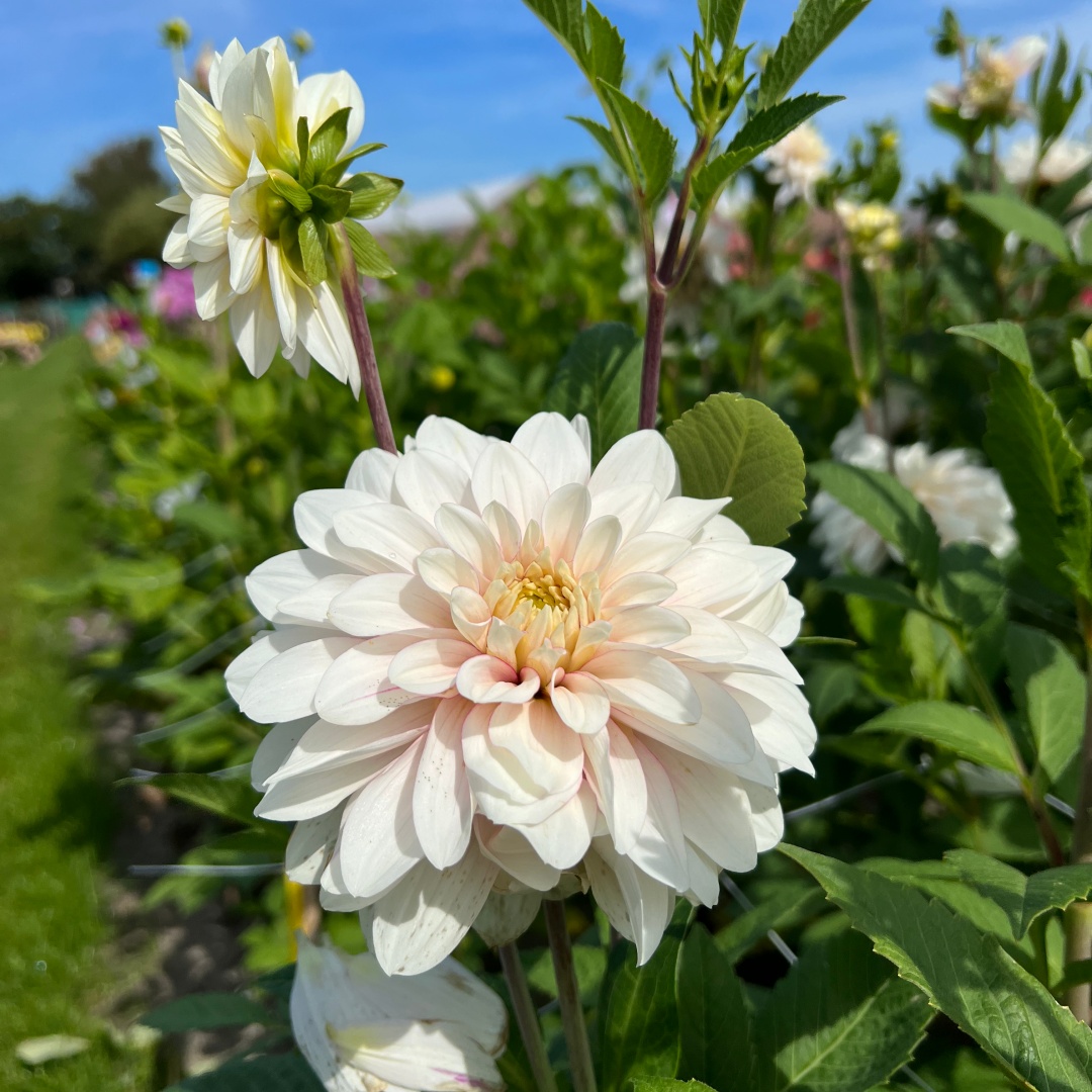 Dekorativdahlia 'Christo'