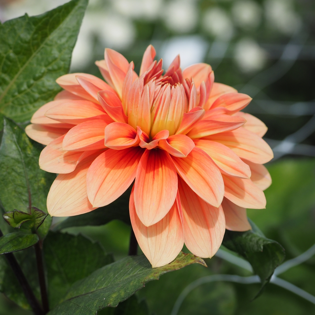 Koristedaalia 'Nicholas'