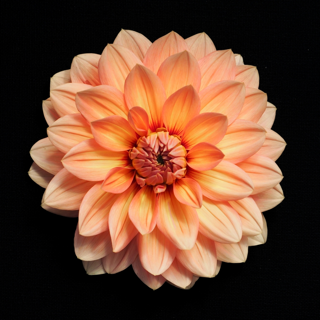 Koristedaalia 'Nicholas'
