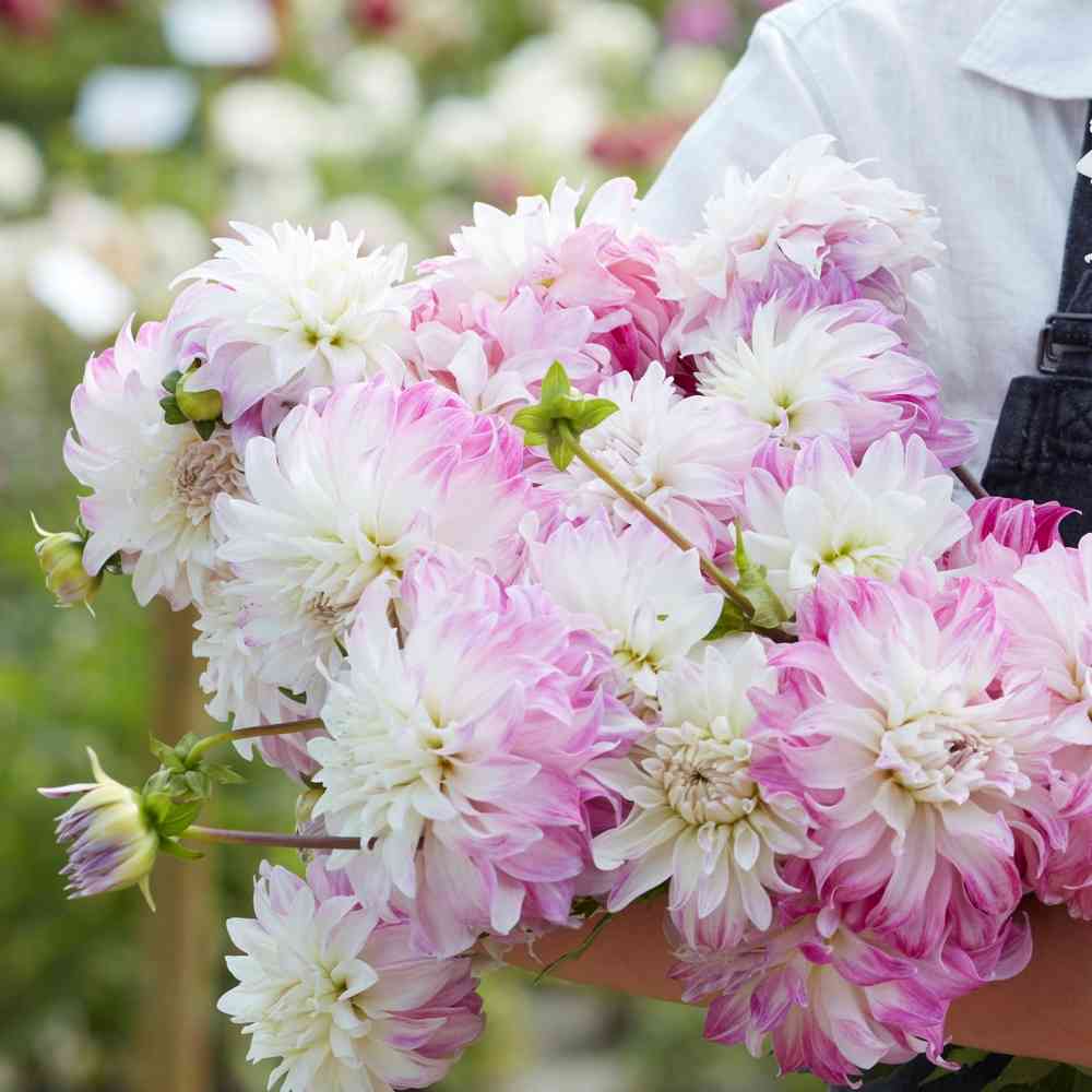 Dekorativdahlia 'Pink Petticoat''