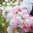 Koristedaalia 'Pink Petticoat'
