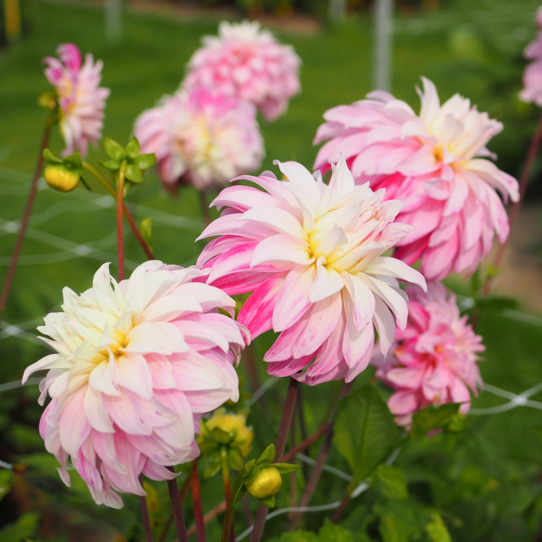 Dekorativdahlia 'Pink Petticoat''