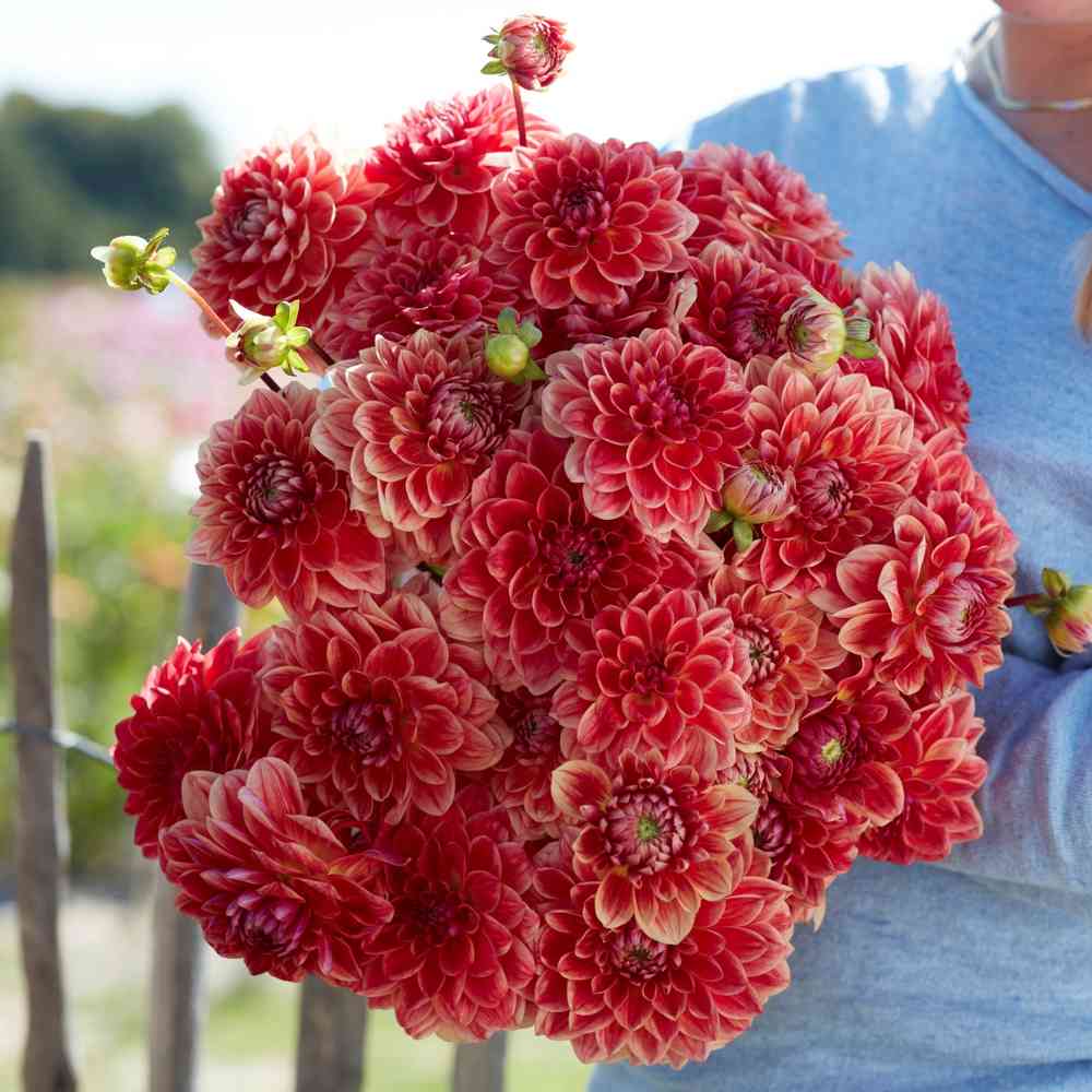 Dekorativdahlia 'All That Jazz'