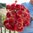 Dekorativdahlia 'All That Jazz'