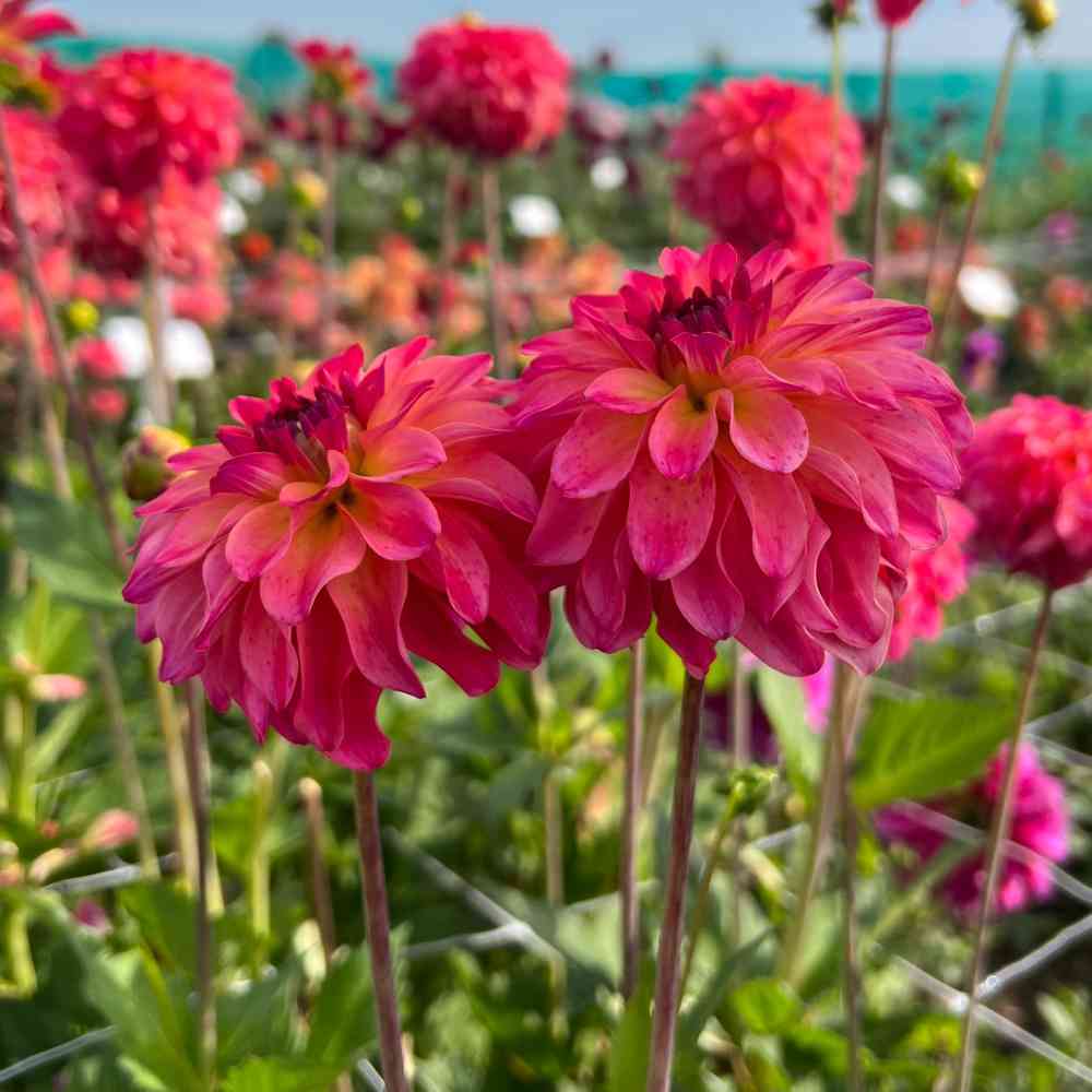 Dekorativdahlia 'Belfloor'