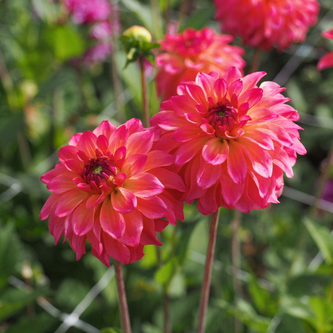 Dekorativdahlia 'Belfloor'