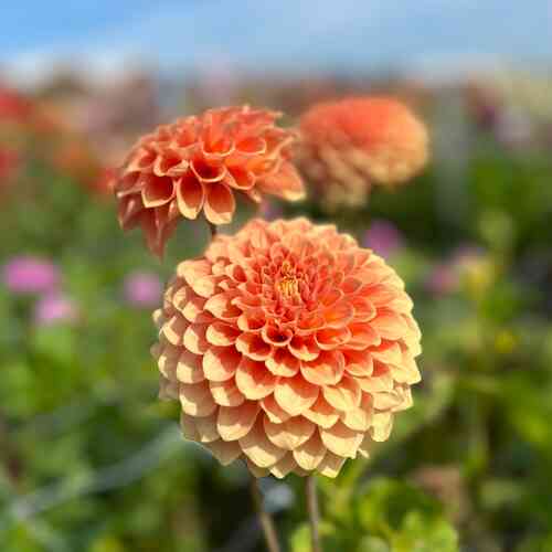 Koristedaalia 'Freeman'