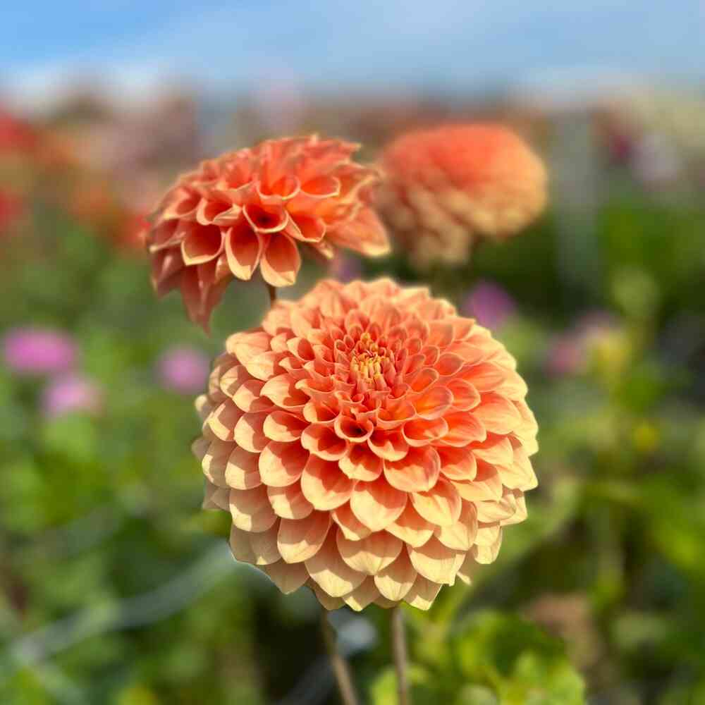 Dekorativdahlia 'Freeman'