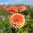 Dekorativdahlia 'Freeman'