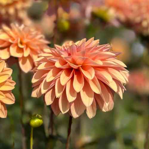 Dekorativdahlia 'Kick Off'