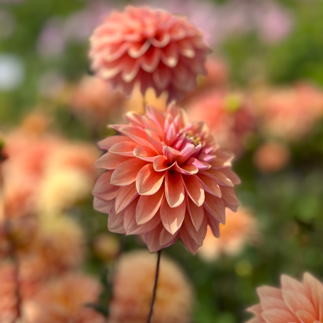 Dekorativdahlia 'Kick Off'