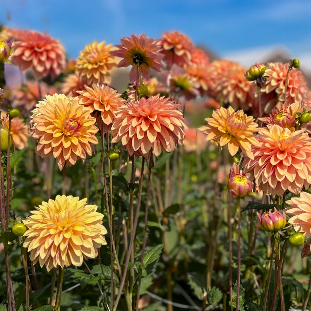 Dekorativdahlia 'Kick Off'