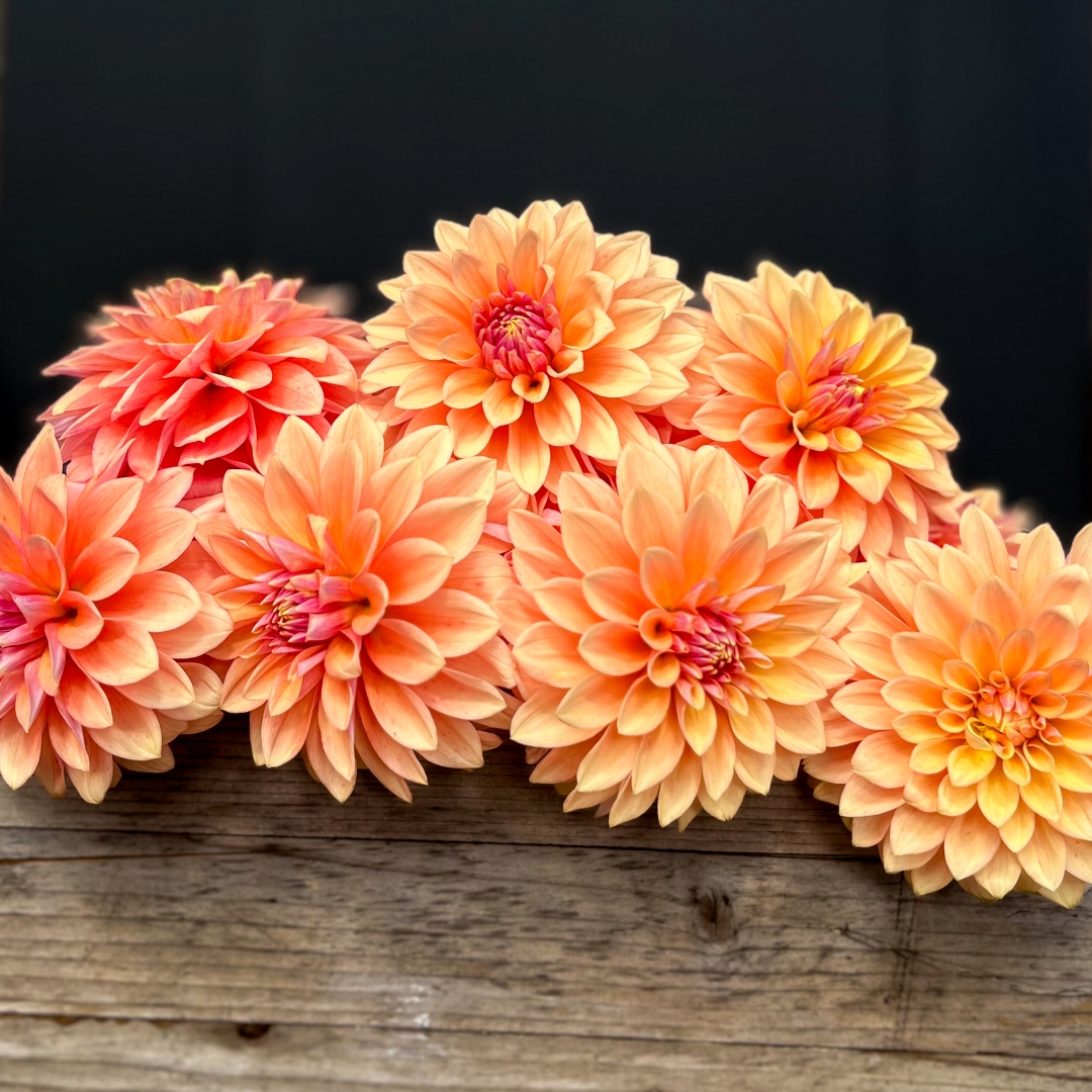 Dekorativdahlia 'Kick Off'