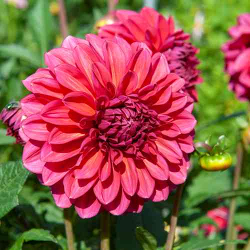 Dekorativdahlia 'Perch Hill'