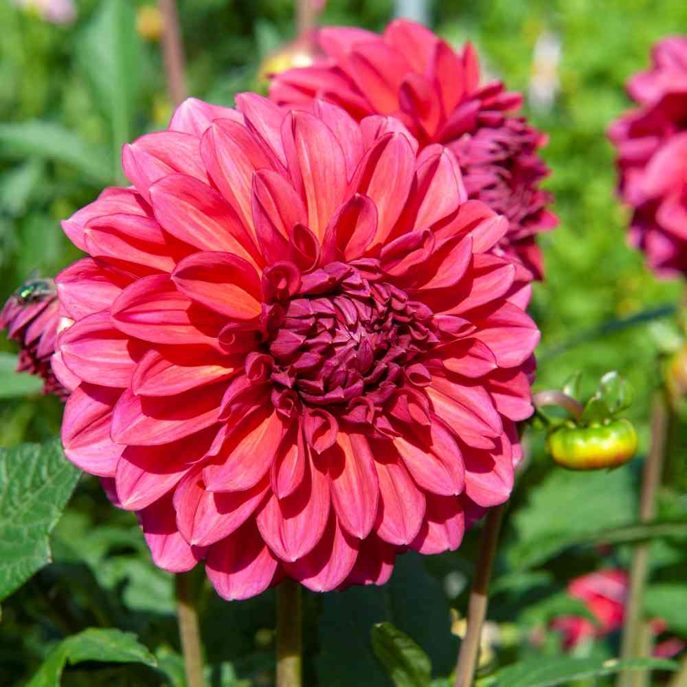 Dekorativdahlia 'Perch Hill'