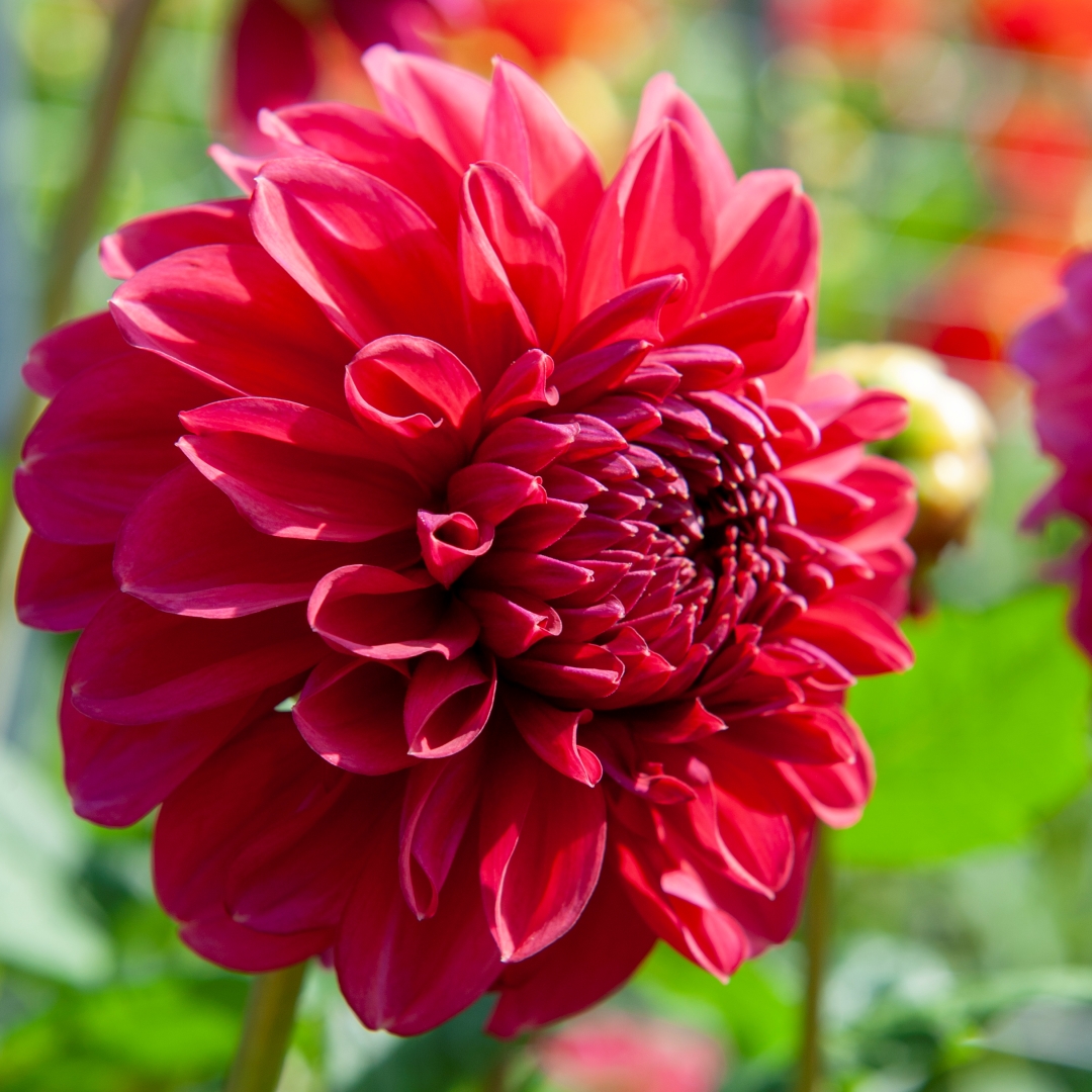 Dekorativdahlia 'Perch Hill'