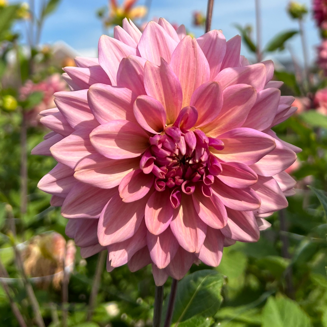 Dahlia dekorativ 'La Belle Epoque'
