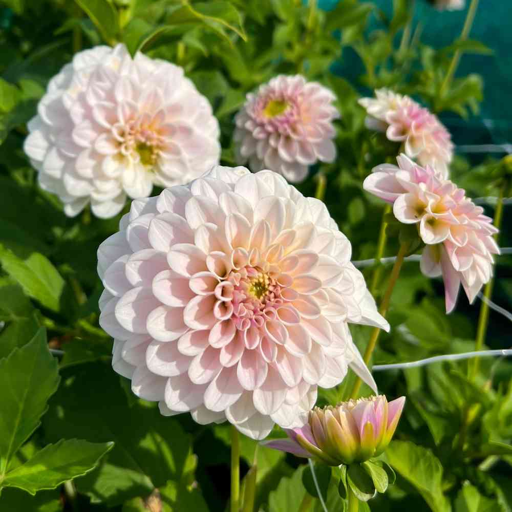 Koristedaalia 'Pure Happiness'