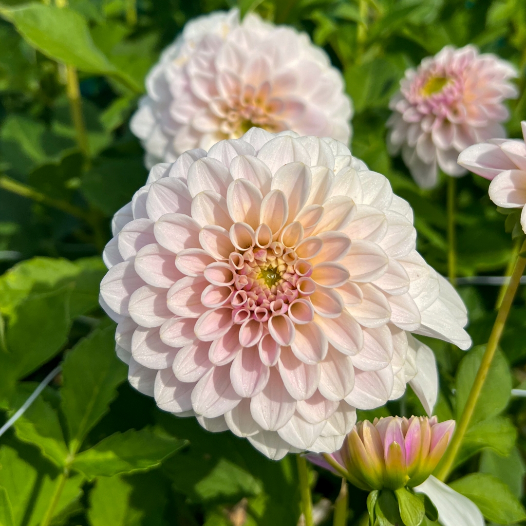 Koristedaalia 'Pure Happiness'