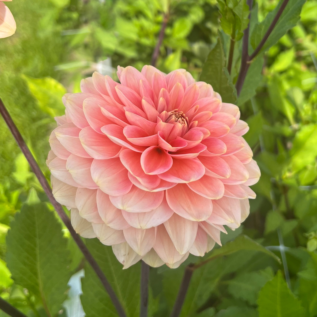Dekorativdahlia 'Rosario'