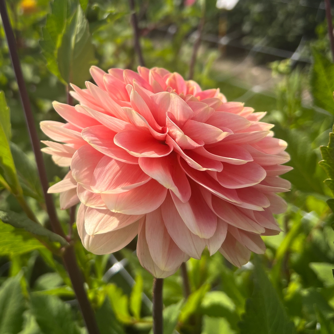 Dekorativdahlia 'Rosario'