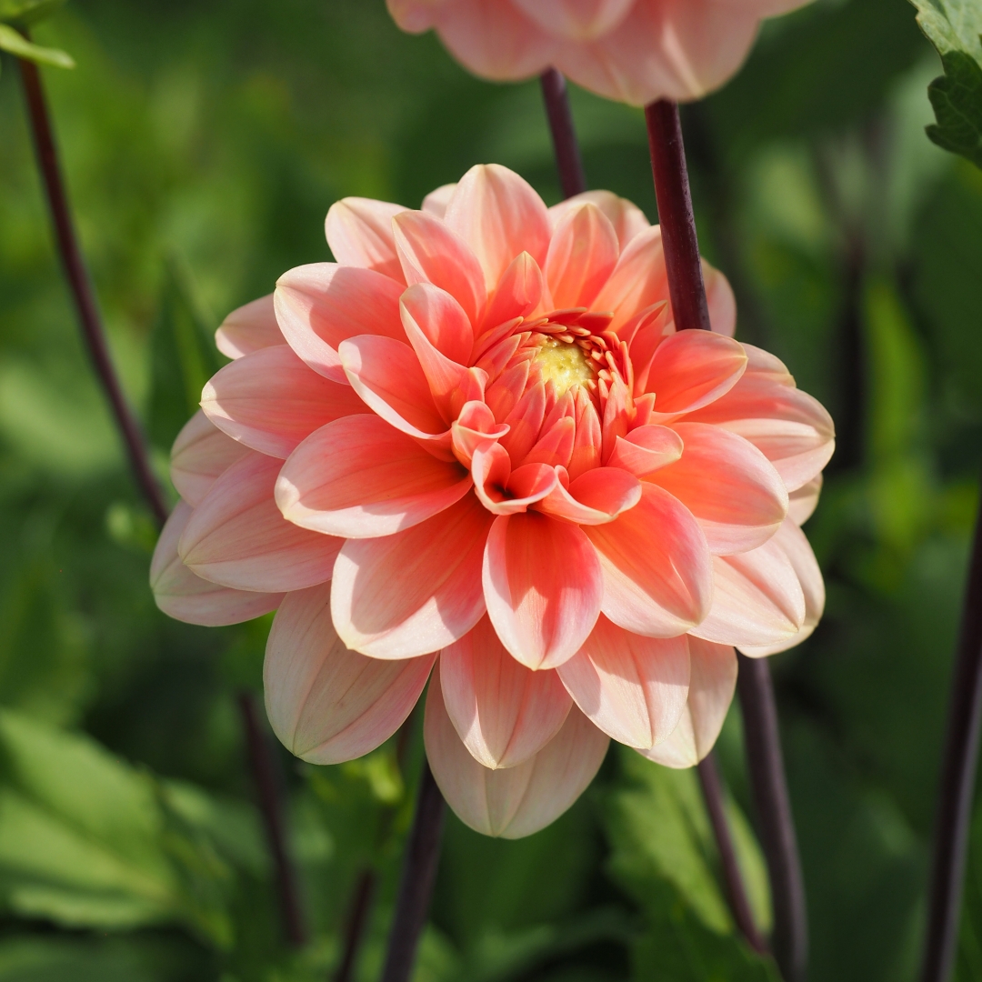 Dekorativdahlia 'Rosario'