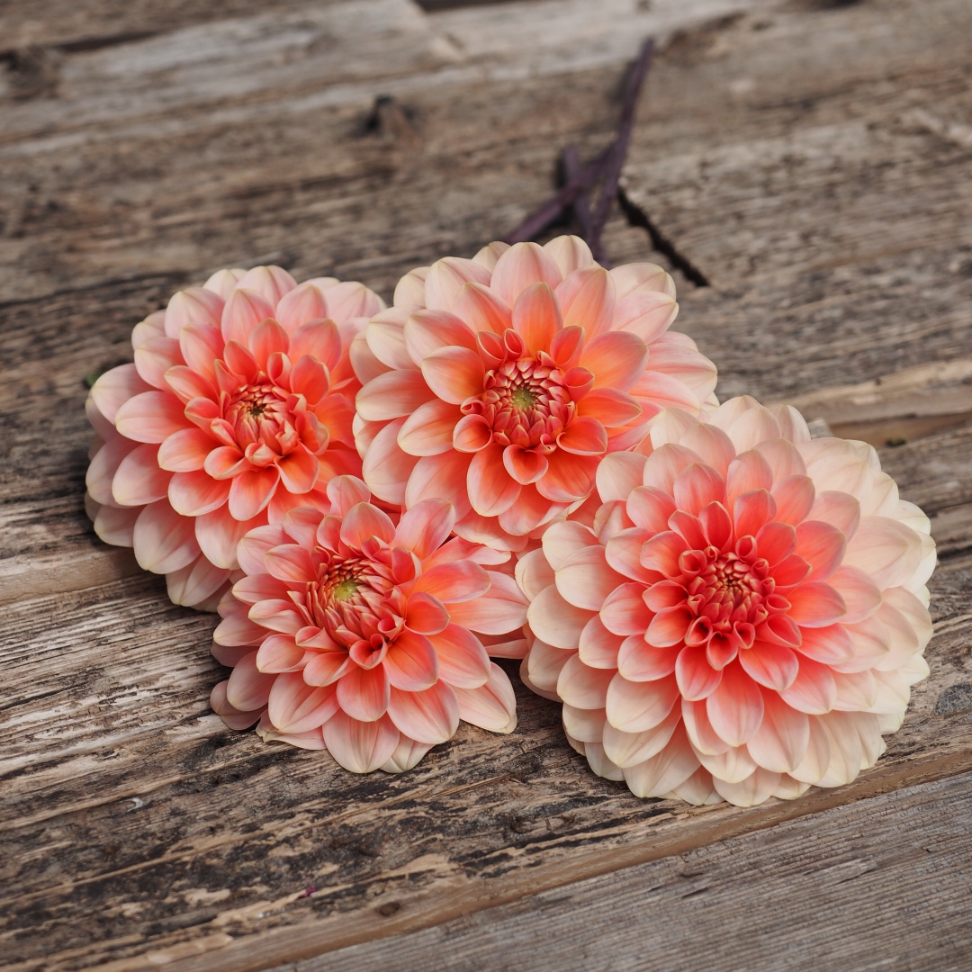 Dekorativdahlia 'Rosario'