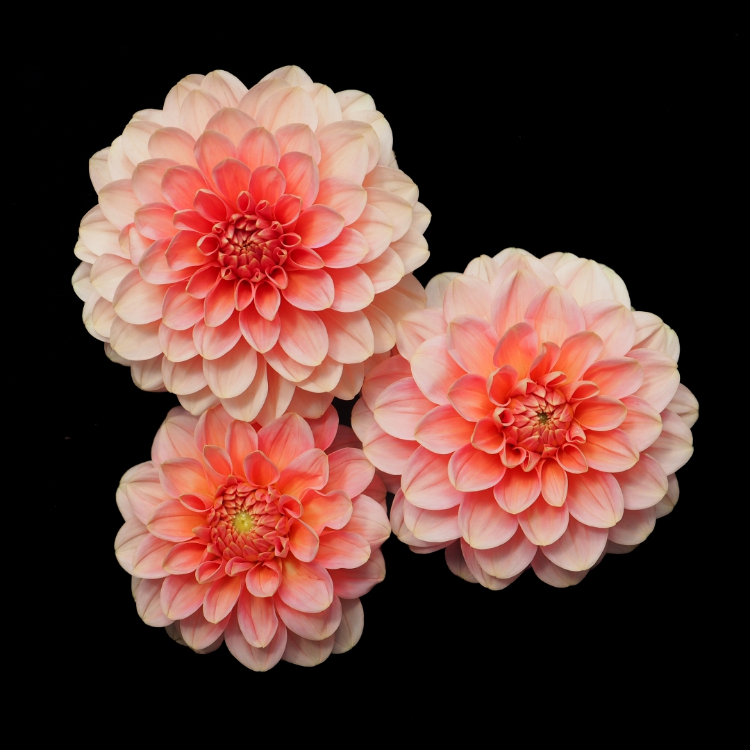 Dekorativdahlia 'Rosario'