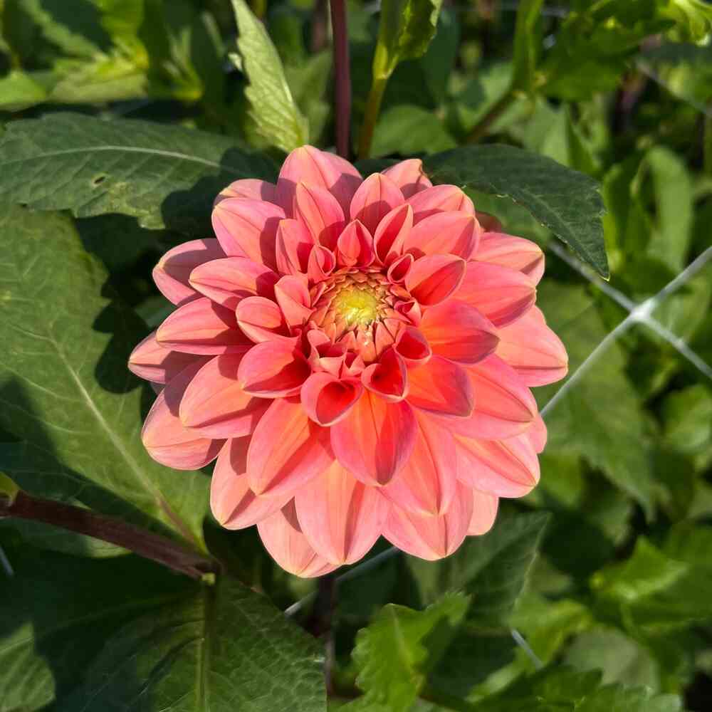 Dekorativdahlia 'Rosario'