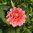 Dekorativdahlia 'Rosario'