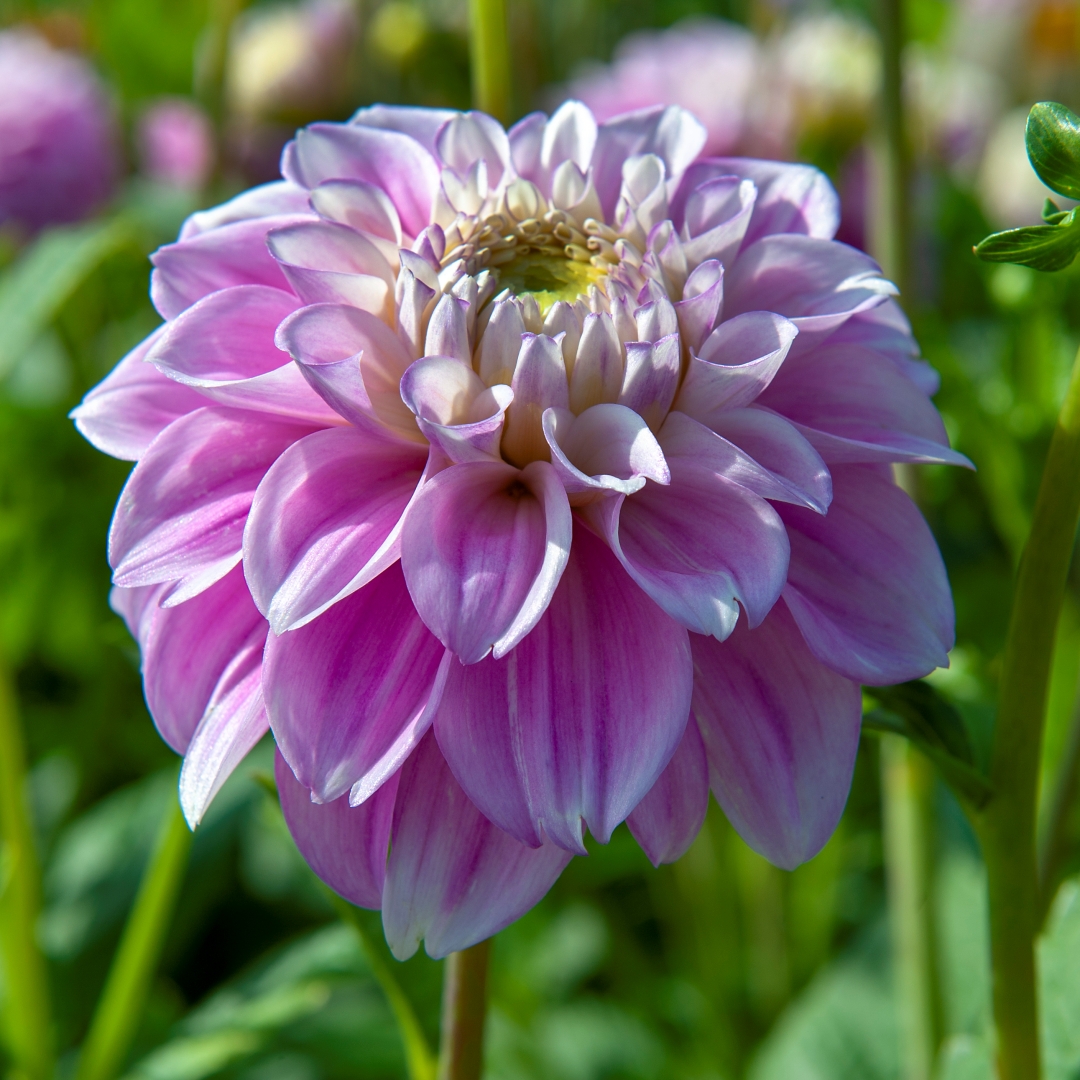 Dekorativdahlia 'Sweet Love'